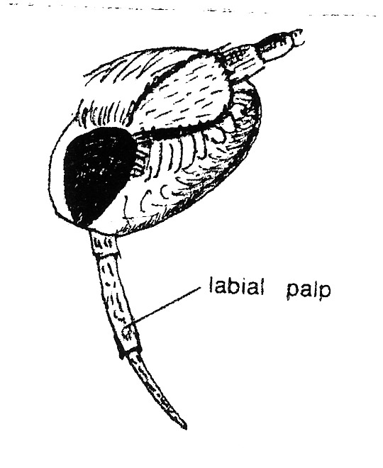 Head of Phyllocnistis spec. (Gracillariidae) side view.